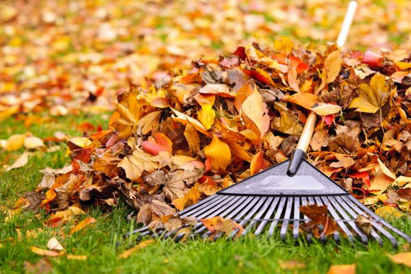 Cost of Leaves Removal in Las Cruces
