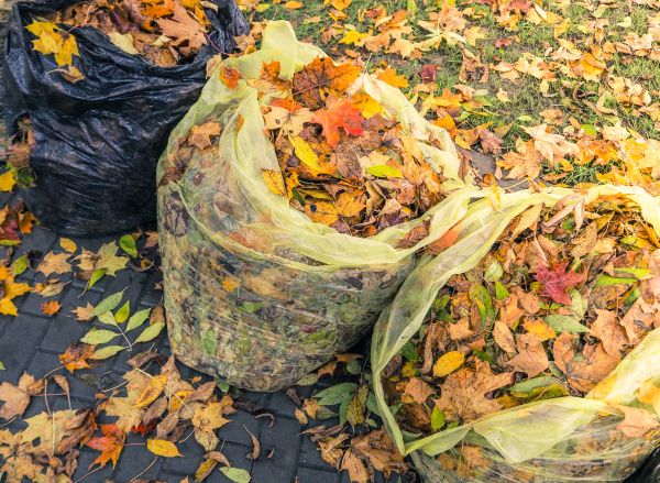 Cost of Yard Cleanup Service in Las Cruces