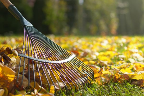 Cost of Leaf Raking Service in Las Cruces