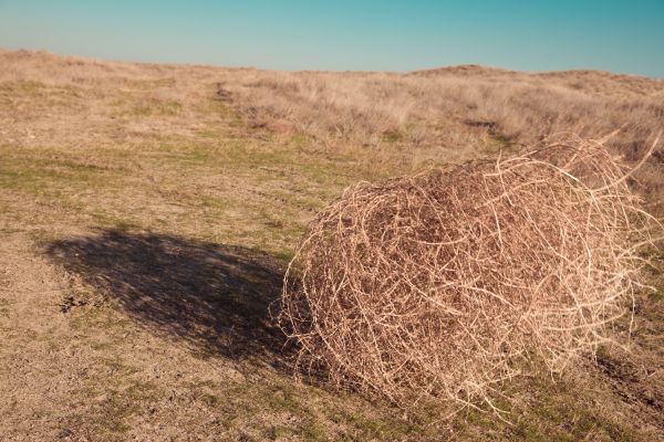 Cost of Tumbleweed Removal in Las Cruces
