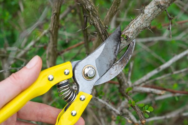 Limbs Removal in Las Cruces