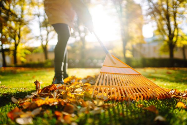 Cost of Leaves Raking in Las Cruces