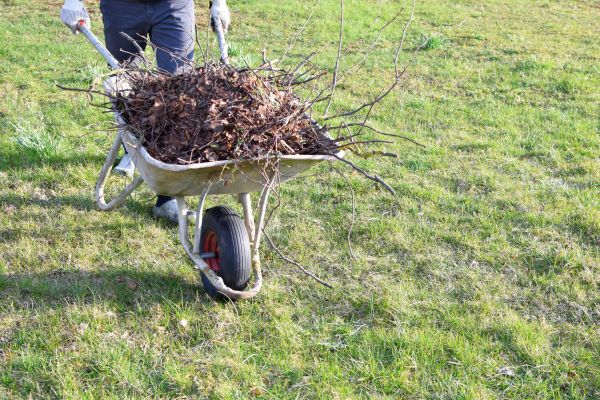 Yard Brush Removal in Las Cruces