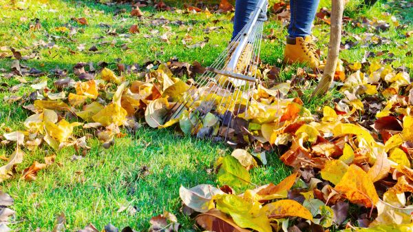 Cost of Lawn Cleanup Service in Las Cruces