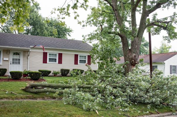 Fallen Branch Removal in Las Cruces